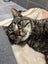 CAT RESCUE CHRISTCHURCH - Ready for Adoption - Kevin Carousel 4