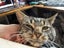CAT RESCUE CHRISTCHURCH - Ready for Adoption - Kevin Carousel 5