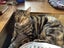 CAT RESCUE CHRISTCHURH - Ready for Adoption - Gracie Carousel 3