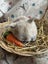 **Trained Mini Lop Bunny Rabbits & Care Package** Carousel 3
