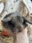 **Trained Mini Lop Bunny Rabbits & Care Package** Carousel 7