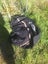 Tidy SWING Paragliding harness Carousel 2