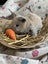 **Trained Mini Lop Bunny Rabbits & Care Package** Carousel 4