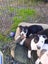 American staff x English staff pups Carousel 3