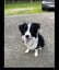 Border Collie Carousel 1