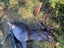 Guided Hunting - Closest hunting to Auckland City Carousel 10