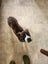 Beautiful Natured Puppy Harley Carousel 3