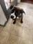 Beautiful Natured Puppy Harley Carousel 4