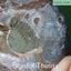 Ammonite Pair with Opal (TMz181) Carousel 4