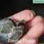 Ammonite Pair with Opal (TMz181) Carousel 8