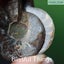 Ammonite Pair with Opal (TMz181) Carousel 9