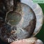 Ammonite Pair with Opal (TMz181) Carousel 10