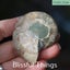 Ammonite Pair with Opal (TMz182) Carousel 4