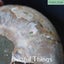 Ammonite Pair with Opal (TMz182) Carousel 7