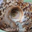 Polished Ammonite with Opal (TMz183) Carousel 3