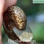 Polished Ammonite with Opal (TMz183) Carousel 4