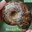 Polished Ammonite with Opal (TMz183) Carousel 7