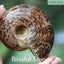 Polished Ammonite with Opal (TMz183) Carousel 8