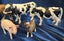 Schieich / Safari Solid Farm Animals in Excellent Condition Carousel 3