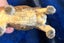 Schieich / Safari Solid Farm Animals in Excellent Condition Carousel 6