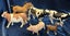 Schieich / Safari Solid Farm Animals in Excellent Condition Carousel 10