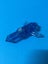 Skylanders Trap Team: Blue Water Crystal Carousel 1