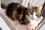 Cats Protection Canterbury - Petal Carousel 2