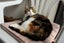 Cats Protection Canterbury - Petal Carousel 3