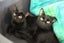 Cats Protection Canterbury - Neo and Oreo Carousel 1