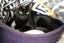 Cats Protection Canterbury - Neo and Oreo Carousel 4