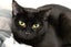 Cats Protection Canterbury - Neo and Oreo Carousel 6