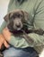 Auckland Puppy Rescue - SLATE Carousel 1