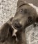 Auckland Puppy Rescue - SLATE Carousel 2