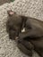 Auckland Puppy Rescue - SLATE Carousel 5