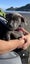 Auckland Puppy Rescue - SLATE Carousel 3