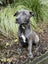 Auckland Puppy Rescue - SLATE Carousel 4
