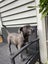 Auckland Puppy Rescue - SLATE Carousel 6