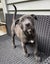 Auckland Puppy Rescue - SLATE Carousel 7
