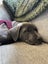 Auckland Puppy Rescue - SLATE Carousel 9