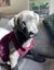 Auckland Puppy Rescue - SLATE Carousel 10