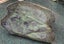 Genuine NZ Pounamu/Greenstone Rough Block Carousel 5