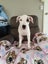 Rebel - American bulldog x - Spot Rescue Carousel 4