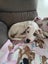 Rebel - American bulldog x - Spot Rescue Carousel 1