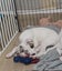 Rebel - American bulldog x - Spot Rescue Carousel 3