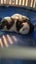 Rabbits & Guinea Pigs Carousel 3