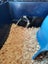 Rabbits & Guinea Pigs Carousel 4