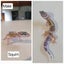 Baby Leopard Geckos Carousel 4