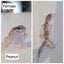 Baby Leopard Geckos Carousel 5