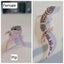 Baby Leopard Geckos Carousel 3