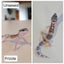 Baby Leopard Geckos Carousel 7